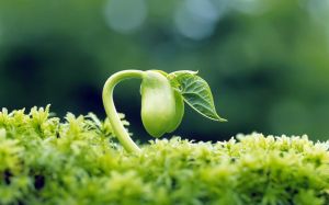 2010-spring-wallpaper_1440x900_76659