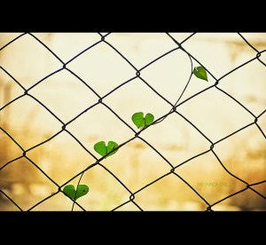 6168923805_3463382867_z