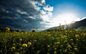 4442832525_36d9107d9d_b