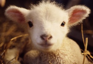 lamb