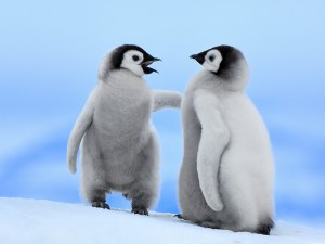 Good-Conversation-Emperor-Penguins-Snow-Hill-Island-Antarctica